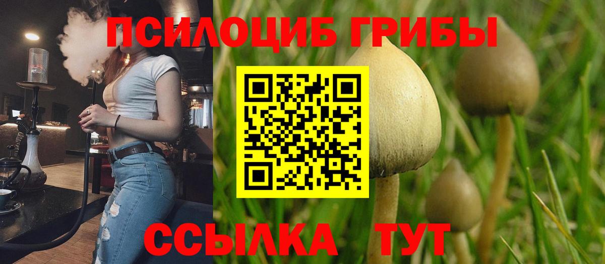 Галлюциногенные грибы Psilocybine cubensis Нерюнгри